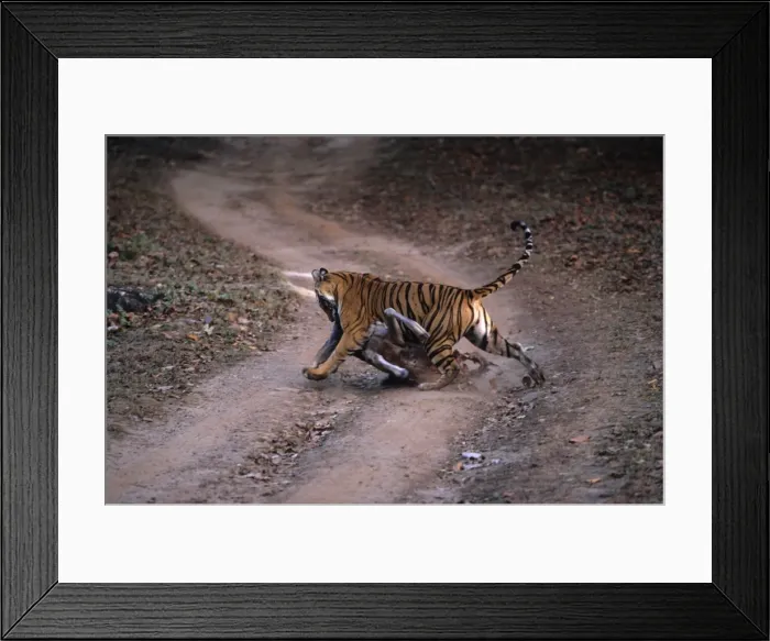 Framed Print : Picture No. 10788242 Framed Print : Picture No. 10788242