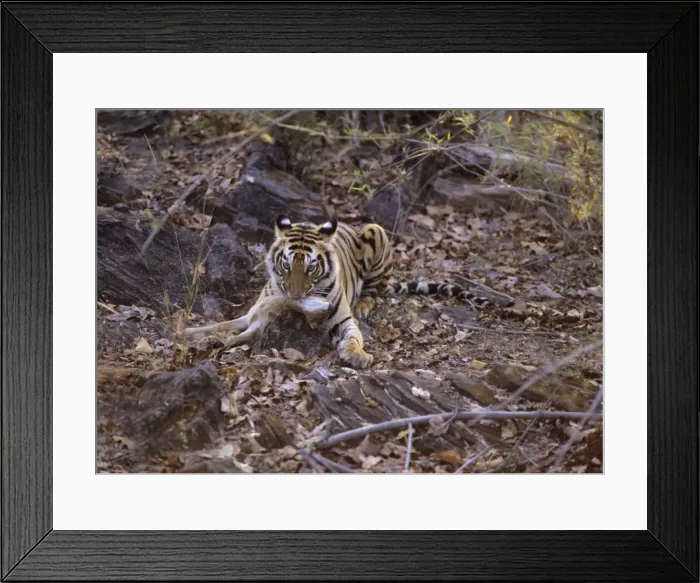 Framed Print : Picture No. 10788330