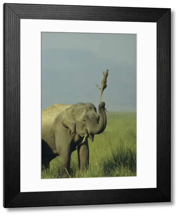 Framed Print : Picture No. 10788322