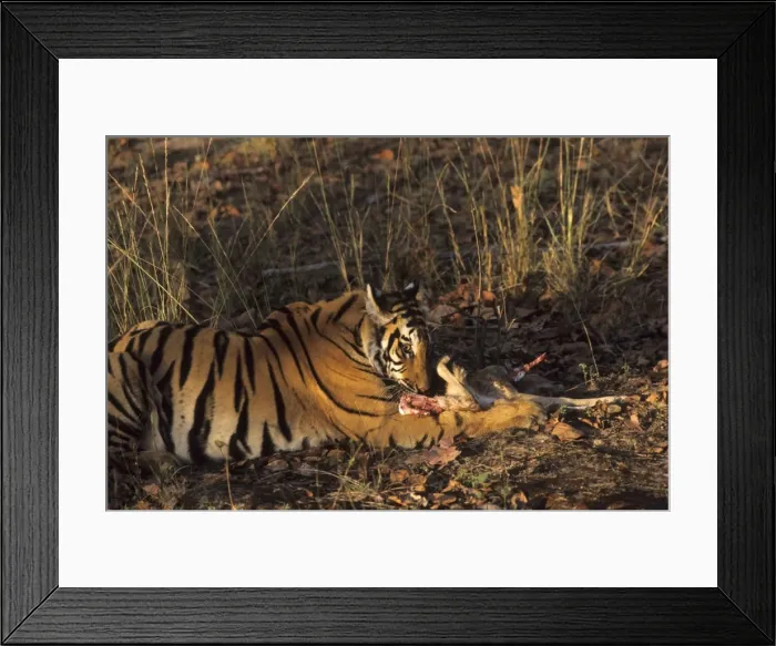 Framed Print : Picture No. 10788325 Framed Print : Picture No. 10788325