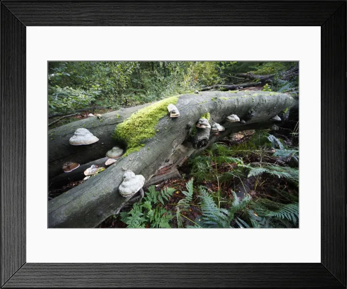 Framed Print : Picture No. 10791969 Framed Print : Picture No. 10791969