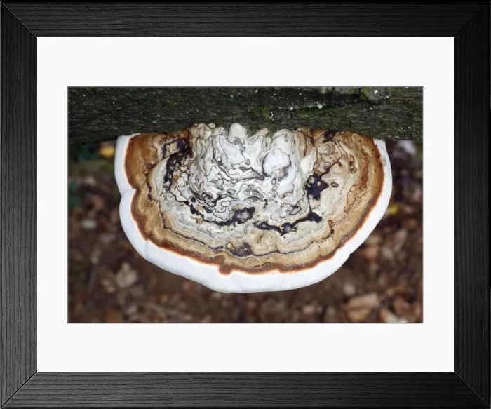Framed Print : Picture No. 10791967 Framed Print : Picture No. 10791967