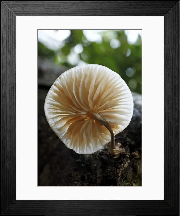 Framed Print : Picture No. 10791980 Framed Print : Picture No. 10791980
