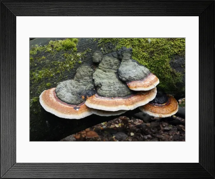 Framed Print : Picture No. 10791968 Framed Print : Picture No. 10791968