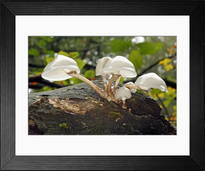 Framed Print : Picture No. 10791979 Framed Print : Picture No. 10791979