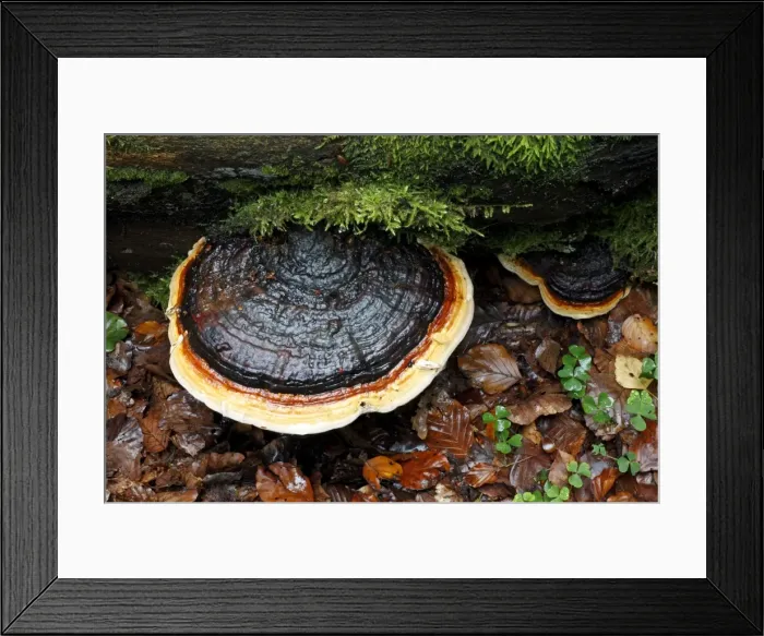 Framed Print : Picture No. 10791970 Framed Print : Picture No. 10791970
