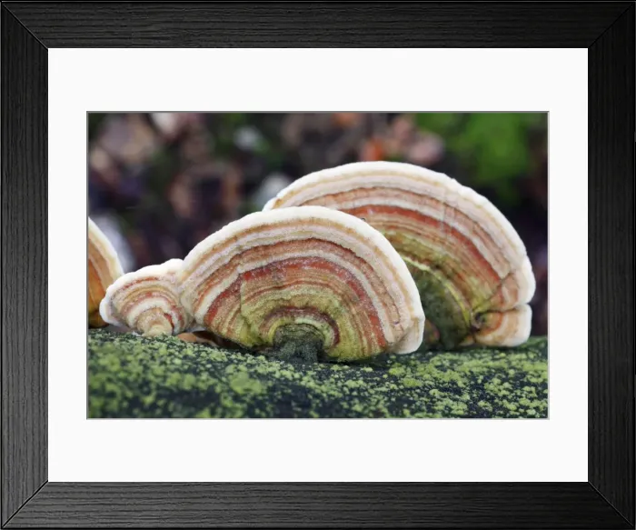 Framed Print : Picture No. 10791978 Framed Print : Picture No. 10791978