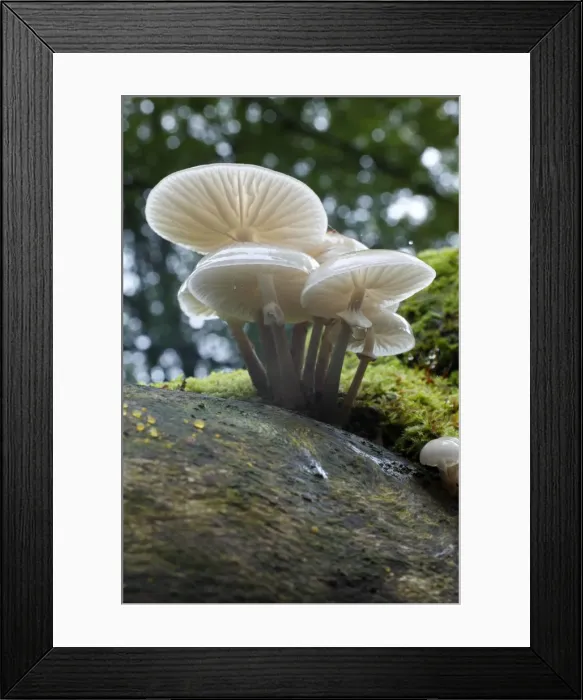 Framed Print : Picture No. 10791985 Framed Print : Picture No. 10791985