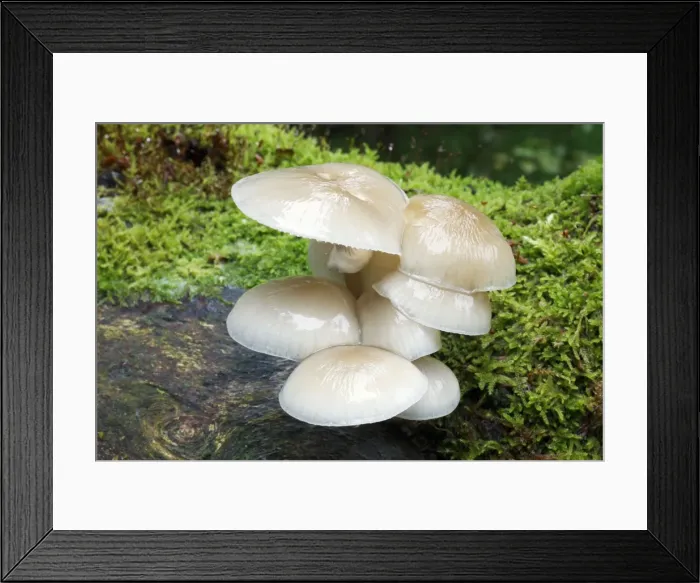 Framed Print : Picture No. 10791981 Framed Print : Picture No. 10791981