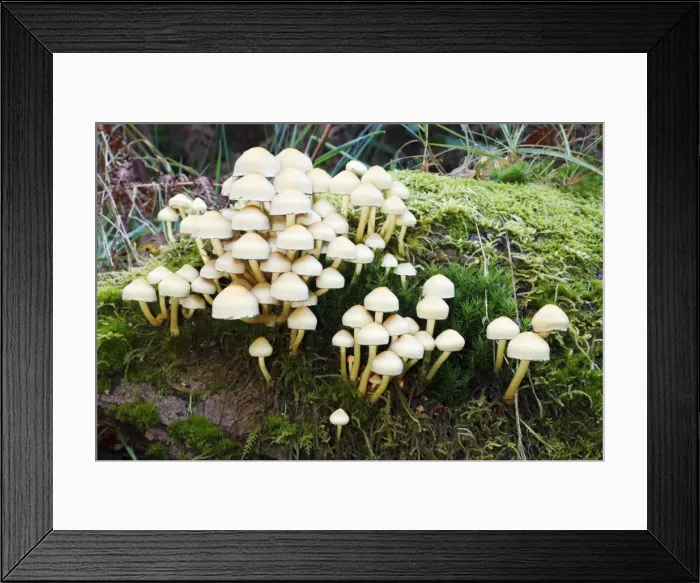 Framed Print : Picture No. 10791989 Framed Print : Picture No. 10791989