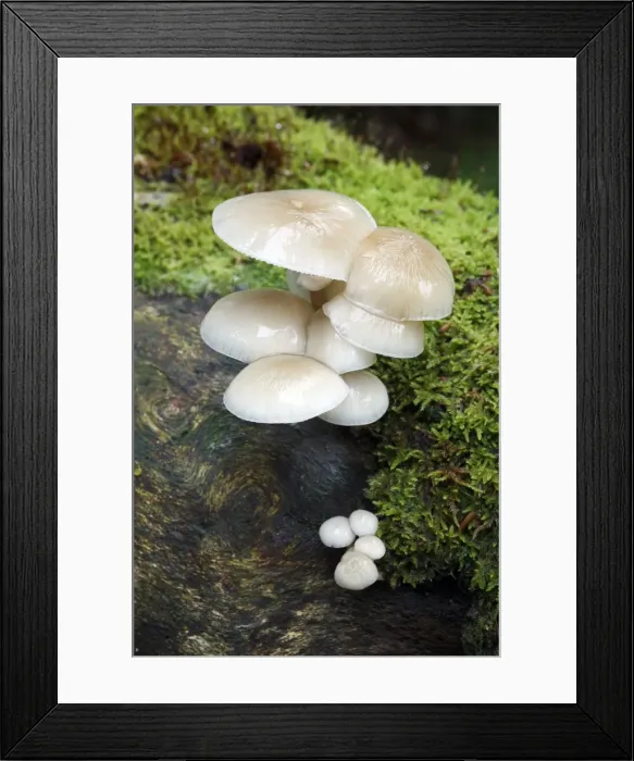 Framed Print : Picture No. 10791982 Framed Print : Picture No. 10791982