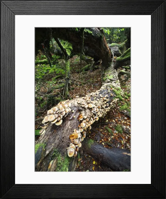 Framed Print : Picture No. 10791994 Framed Print : Picture No. 10791994