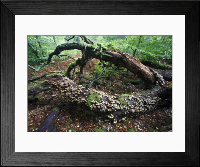 Framed Print : Picture No. 10791993 Framed Print : Picture No. 10791993