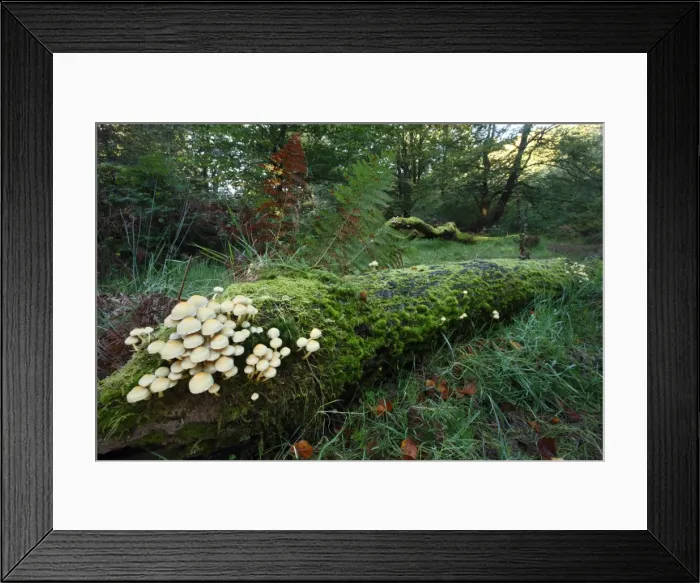 Framed Print : Picture No. 10791990 Framed Print : Picture No. 10791990