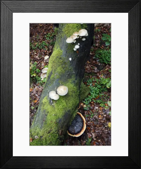 Framed Print : Picture No. 10791983 Framed Print : Picture No. 10791983