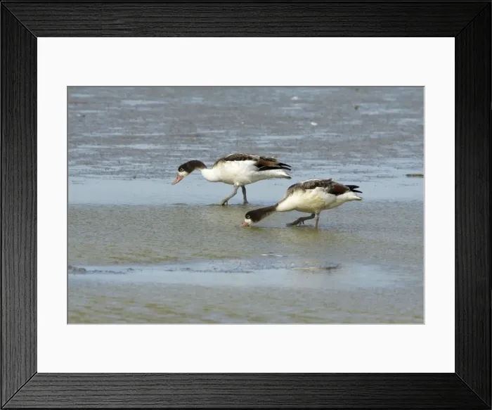 Framed Print : Picture No. 10792188 Framed Print : Picture No. 10792188