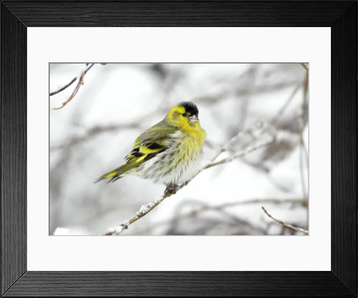 Framed Print : Picture No. 10792191 Framed Print : Picture No. 10792191