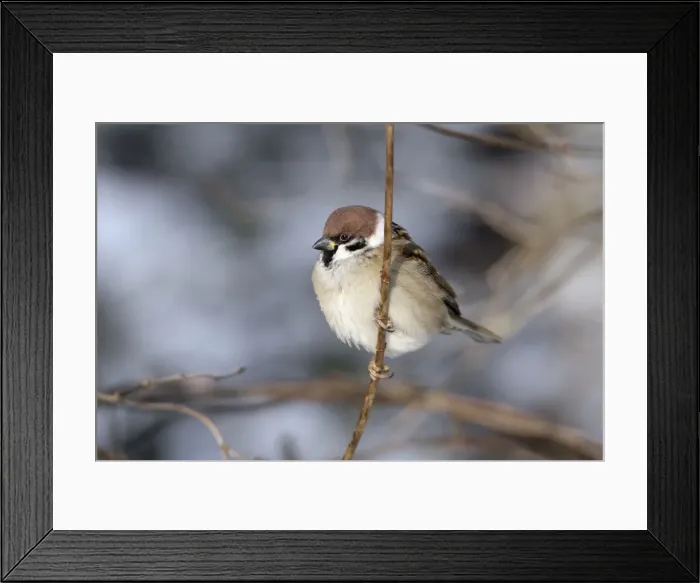 Framed Print : Picture No. 10792195 Framed Print : Picture No. 10792195