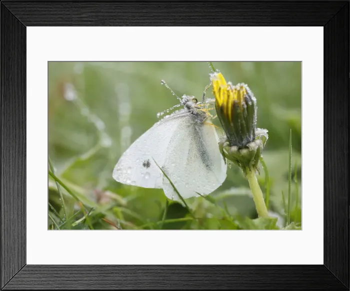 Framed Print : Picture No. 10792194 Framed Print : Picture No. 10792194