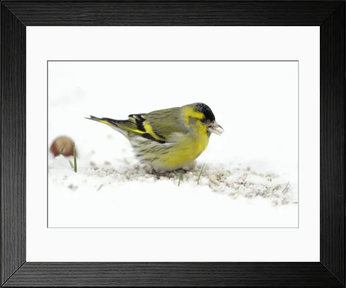 Framed Print : Picture No. 10792192 Framed Print : Picture No. 10792192