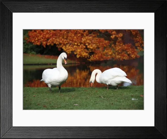 Framed Print : Picture No. 10792207 Framed Print : Picture No. 10792207