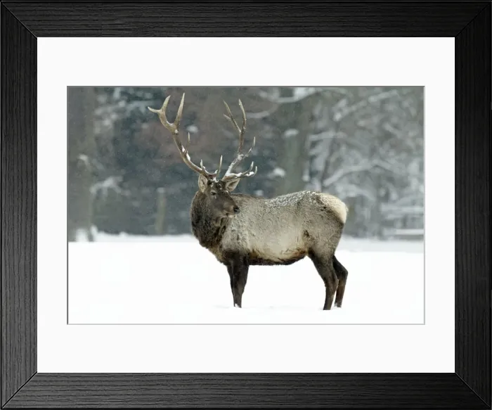Framed Print : Picture No. 10792206