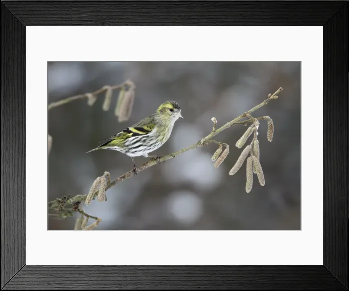 Framed Print : Picture No. 10792193 Framed Print : Picture No. 10792193
