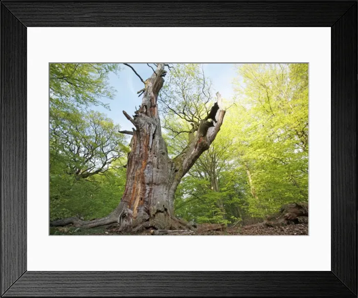Framed Print : Picture No. 10792448
