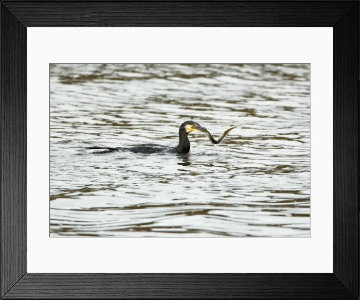 Framed Print : Picture No. 10792544 Framed Print : Picture No. 10792544