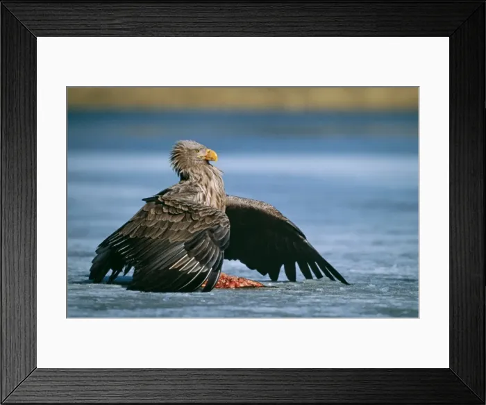 Framed Print : Picture No. 10792421 Framed Print : Picture No. 10792421