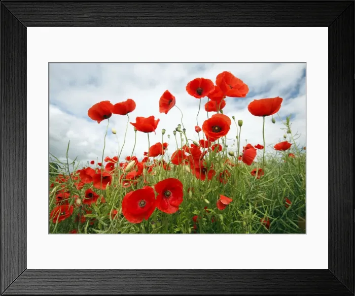Framed Print : Picture No. 10792453 Framed Print : Picture No. 10792453
