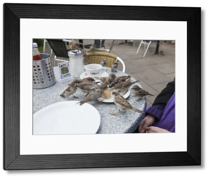 Framed Print : Picture No. 10792574 Framed Print : Picture No. 10792574