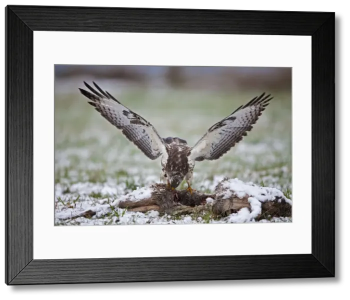 Framed Print : Picture No. 10792618 Framed Print : Picture No. 10792618
