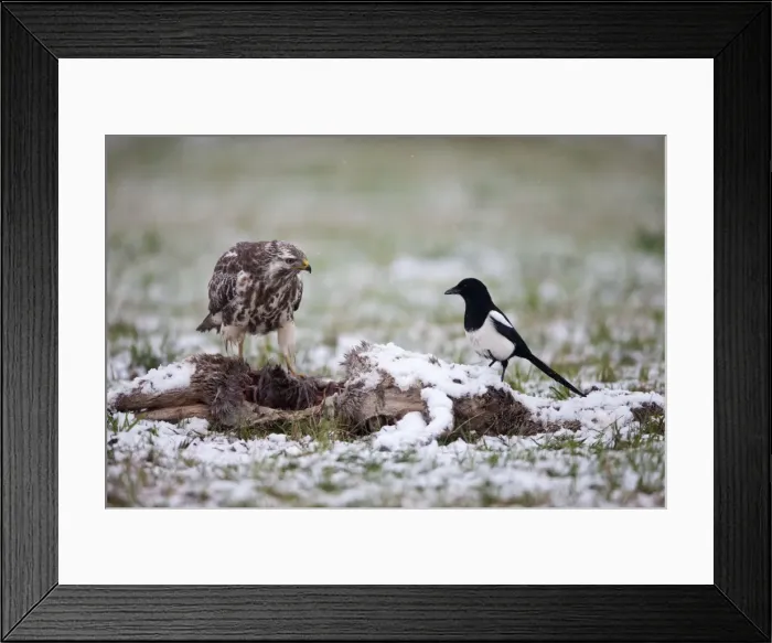 Framed Print : Picture No. 10792619 Framed Print : Picture No. 10792619