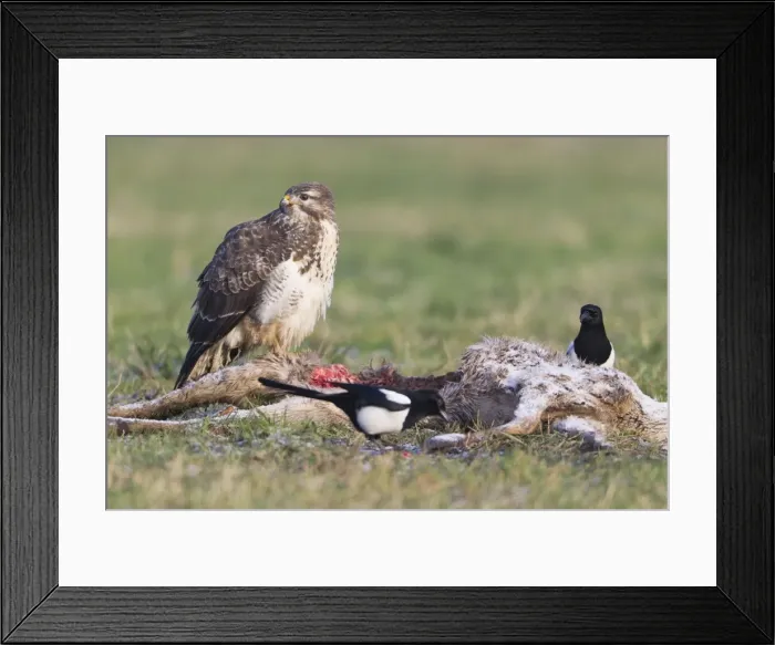 Framed Print : Picture No. 10792603 Framed Print : Picture No. 10792603