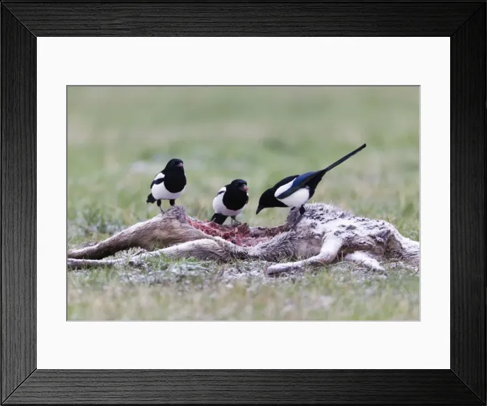 Framed Print : Picture No. 10792677 Framed Print : Picture No. 10792677