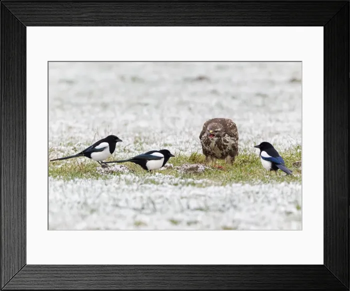Framed Print : Picture No. 10792678 Framed Print : Picture No. 10792678