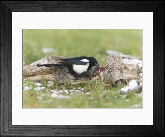 Framed Print : Picture No. 10792676