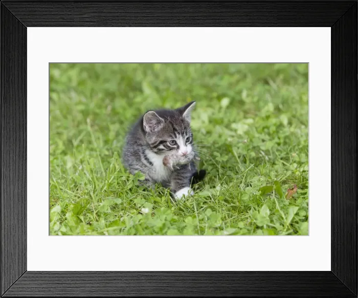 Framed Print : Picture No. 10792834 Framed Print : Picture No. 10792834