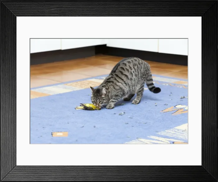 Framed Print : Picture No. 10792994 Framed Print : Picture No. 10792994