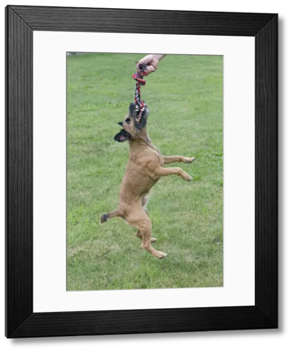 Framed Print : Picture No. 10792700 Framed Print : Picture No. 10792700
