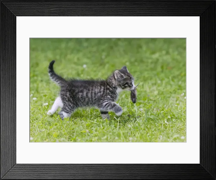 Framed Print : Picture No. 10792835 Framed Print : Picture No. 10792835