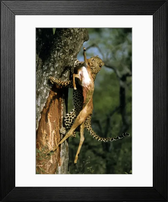 Framed Print : Picture No. 10793066 Framed Print : Picture No. 10793066