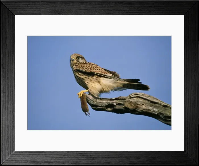 Framed Print : Picture No. 10793115