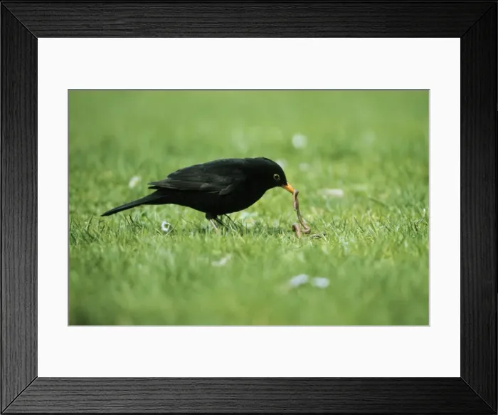 Framed Print : Picture No. 10793139 Framed Print : Picture No. 10793139