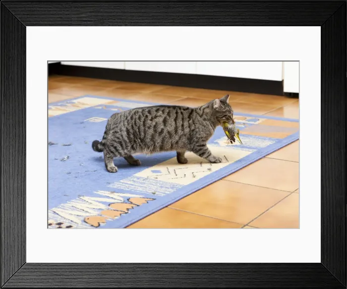 Framed Print : Picture No. 10792993