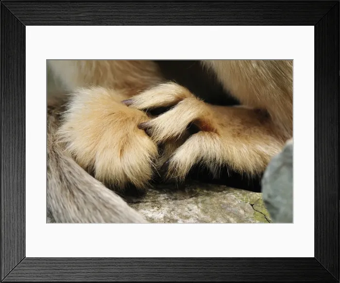 Framed Print : Picture No. 10804104 Framed Print : Picture No. 10804104