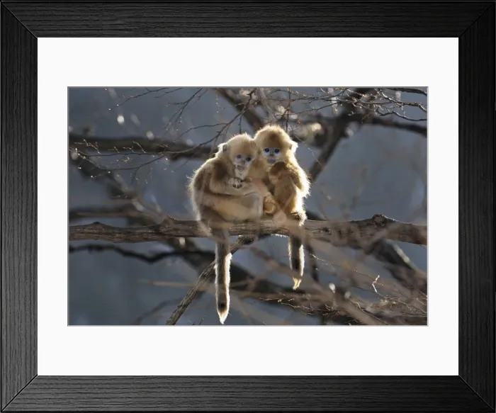 Framed Print : Picture No. 10804109