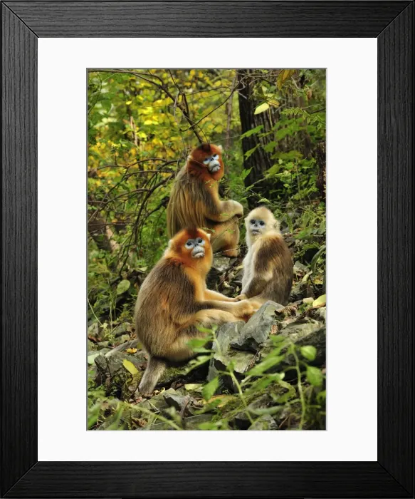 Framed Print : Picture No. 10804106 Framed Print : Picture No. 10804106