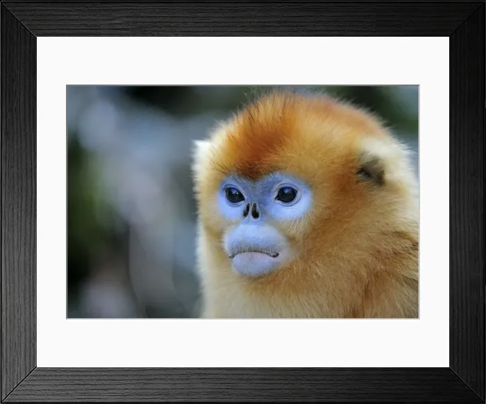 Framed Print : Picture No. 10804110 Framed Print : Picture No. 10804110